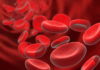 eritrociti u krvi