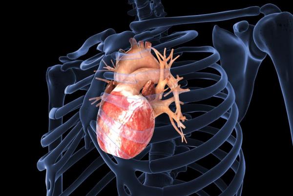 Bradikardija, srca i hipertenzije