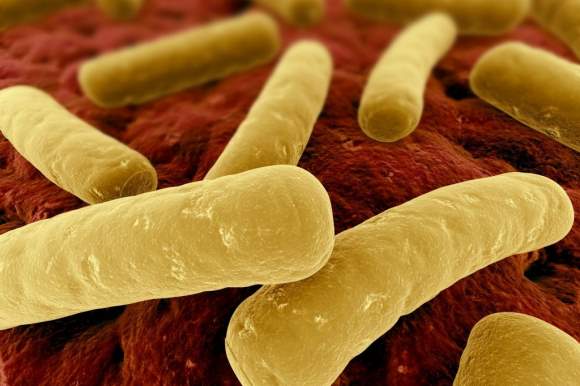 klostridija bakterija
